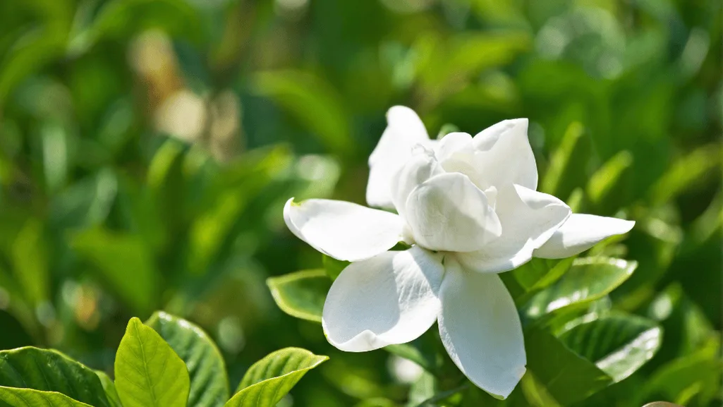 Planting a Frost Proof Gardenia shrub