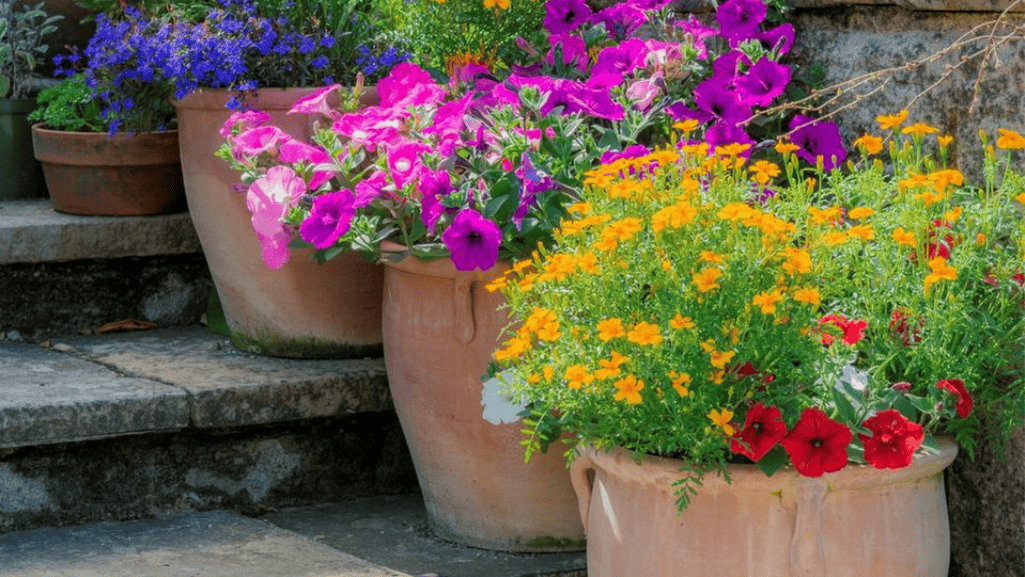 Potted Flower Plants