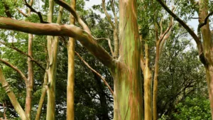 Rainbow Eucalyptus