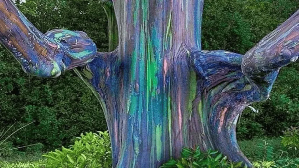 Rainbow Eucalyptus tree in a tropical garden