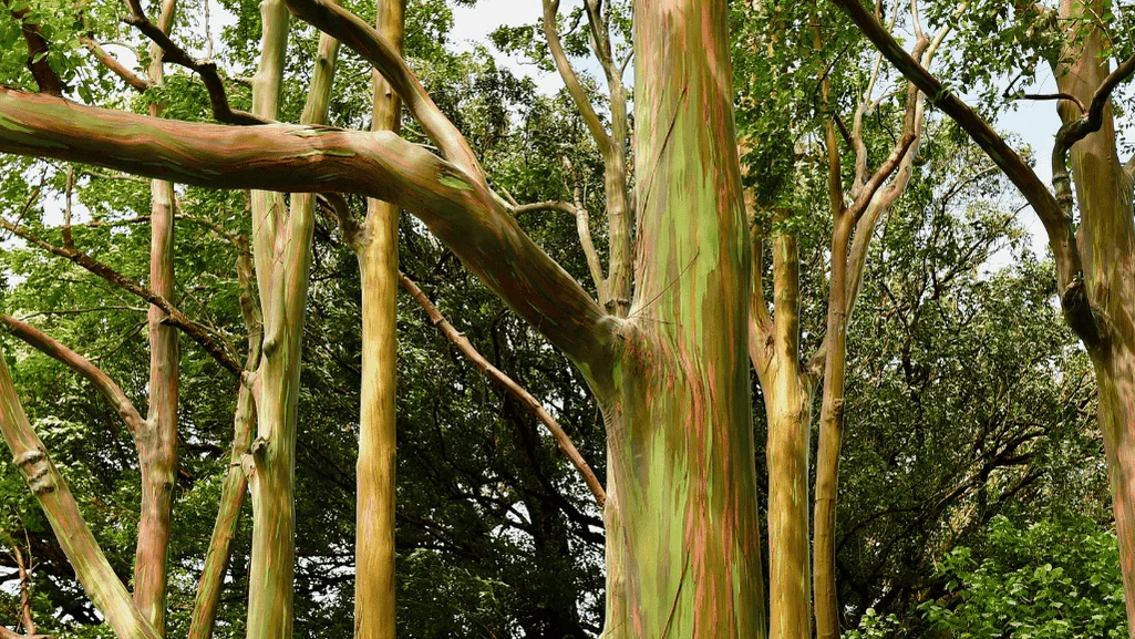 Rainbow Eucalyptus
