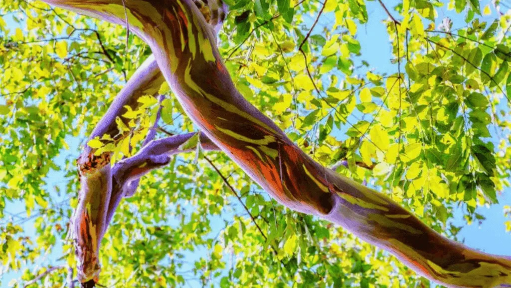 Rainbow eucalyptus tree bark shedding process