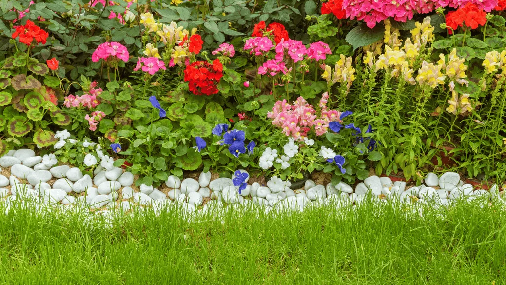 Seasonal flowers in a backyard garden