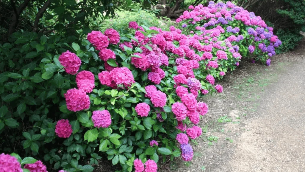 Shade-tolerant flowering plants in a garden