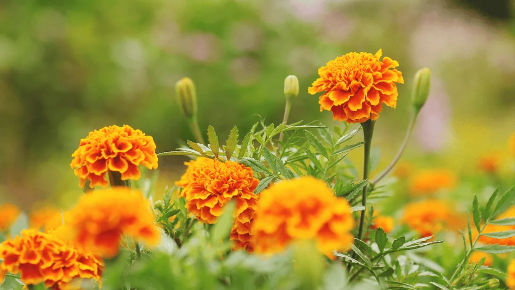 Tips for Growing Marigolds Caring for Marigolds