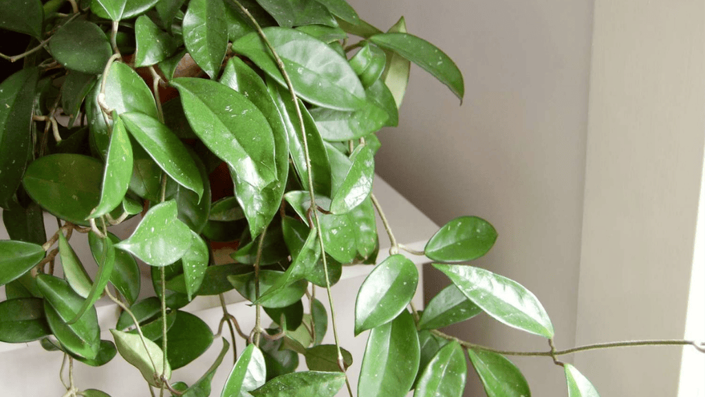 Unique indoor vines