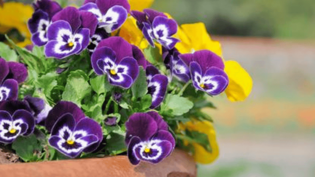 Watering and fertilizing potted flower plants for optimal growth and blooming