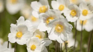 White Flowers Perennial