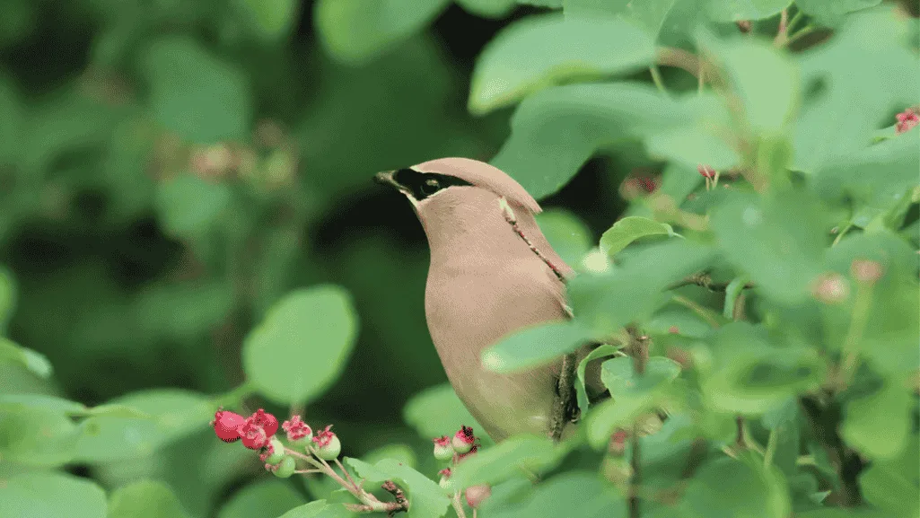 berry-producing shrubs for birds