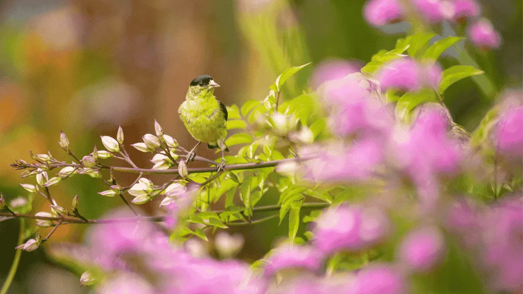 best plants for birds 3