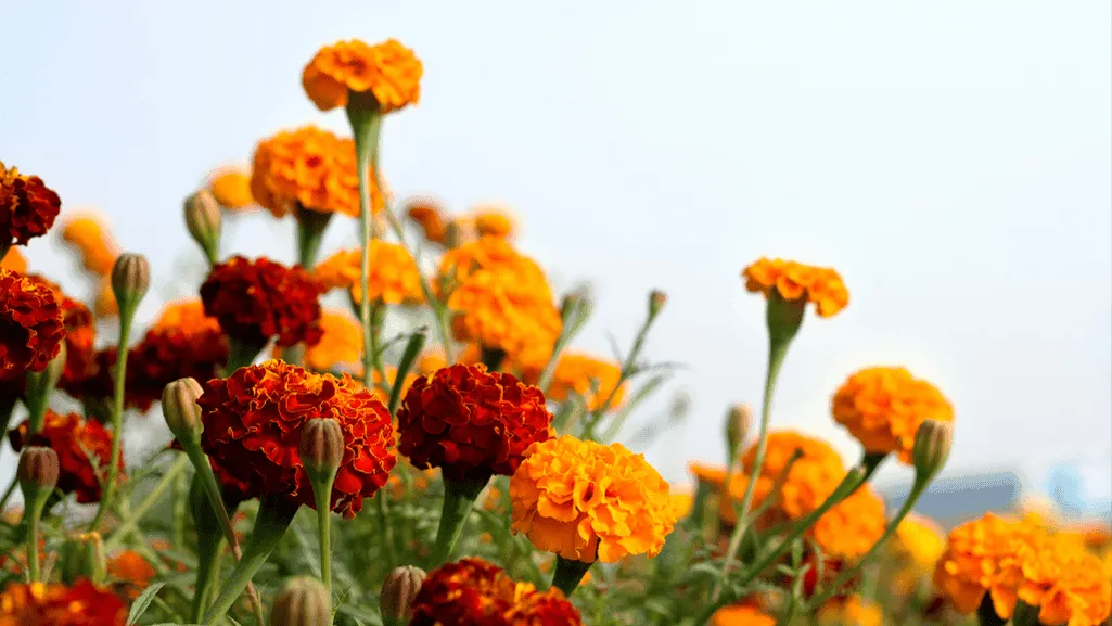 best practices for marigold care