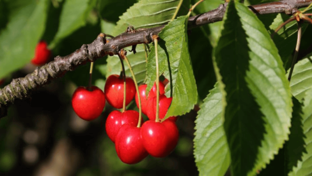 compact cherry trees for small gardens