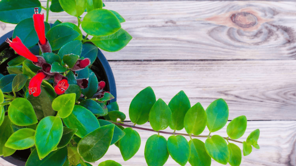 container garden vines