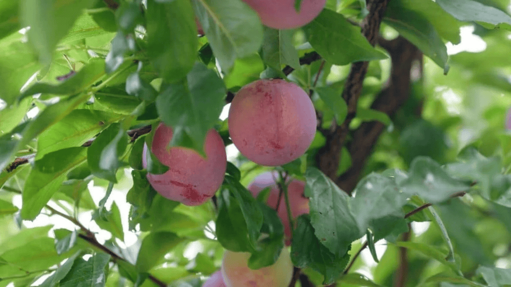 dwarf fruit tree cultivars