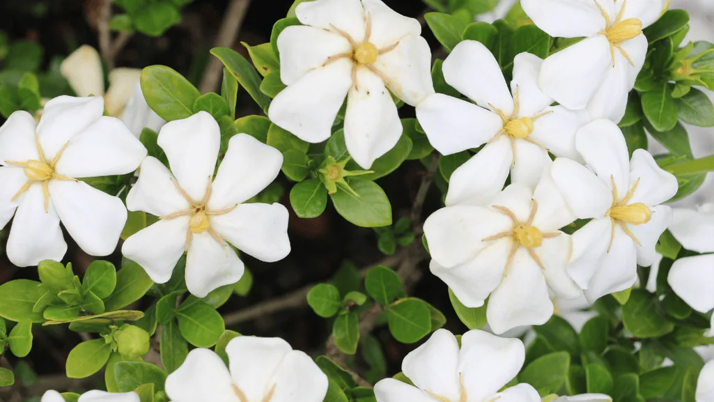 dwarf gardenia varieties