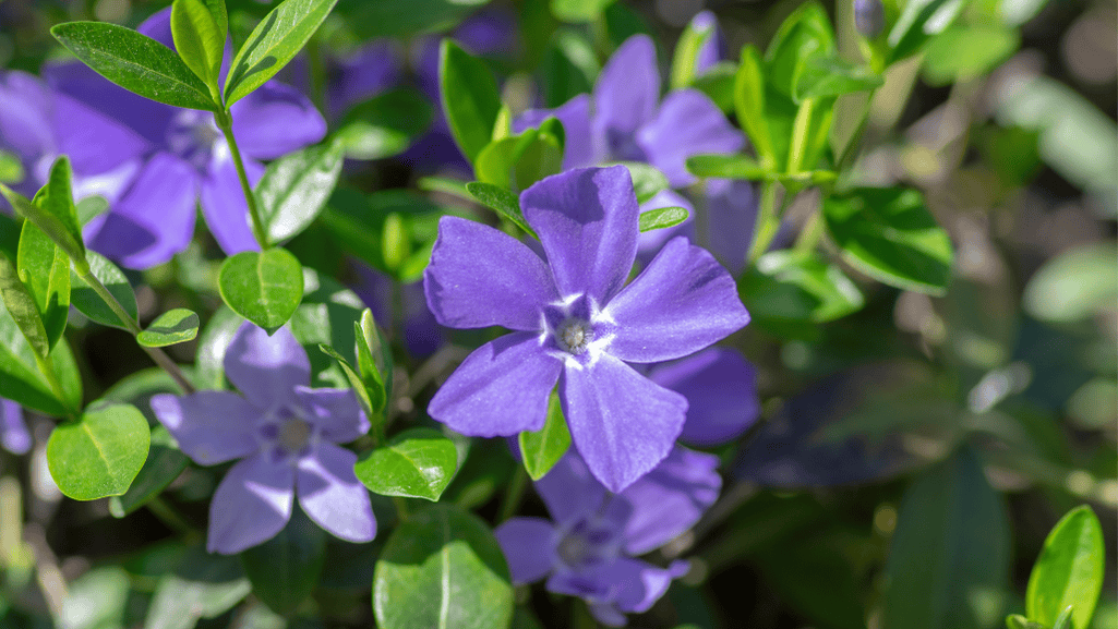 easy care ground cover plants