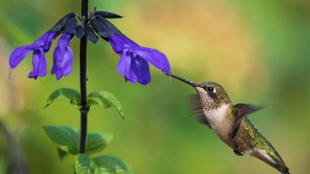 hummingbird habitats with water sources and shelter