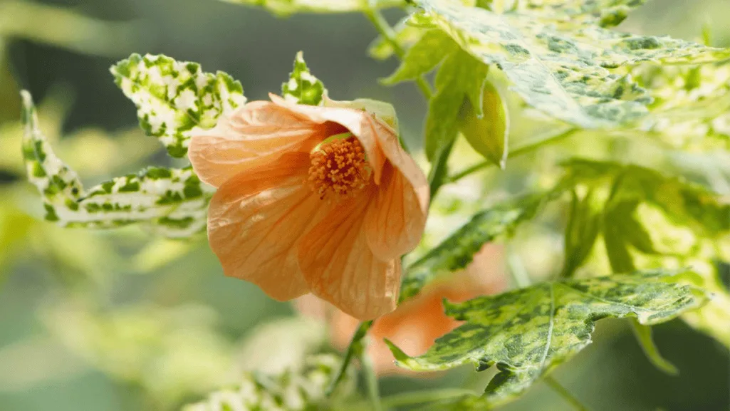 Indoor Perennial Flowers: Blooms for Your Home 1 indoor perennial flowers