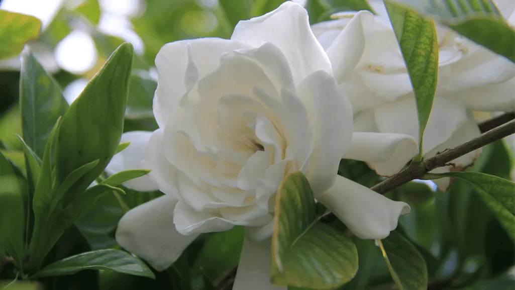 landscaping gardenia