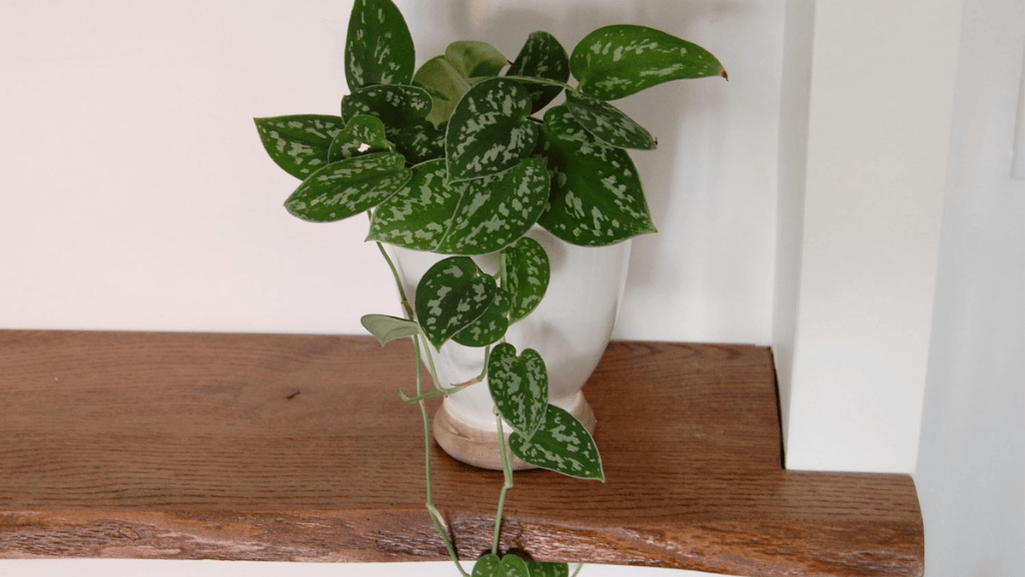 pothos varieties indoor vining plant