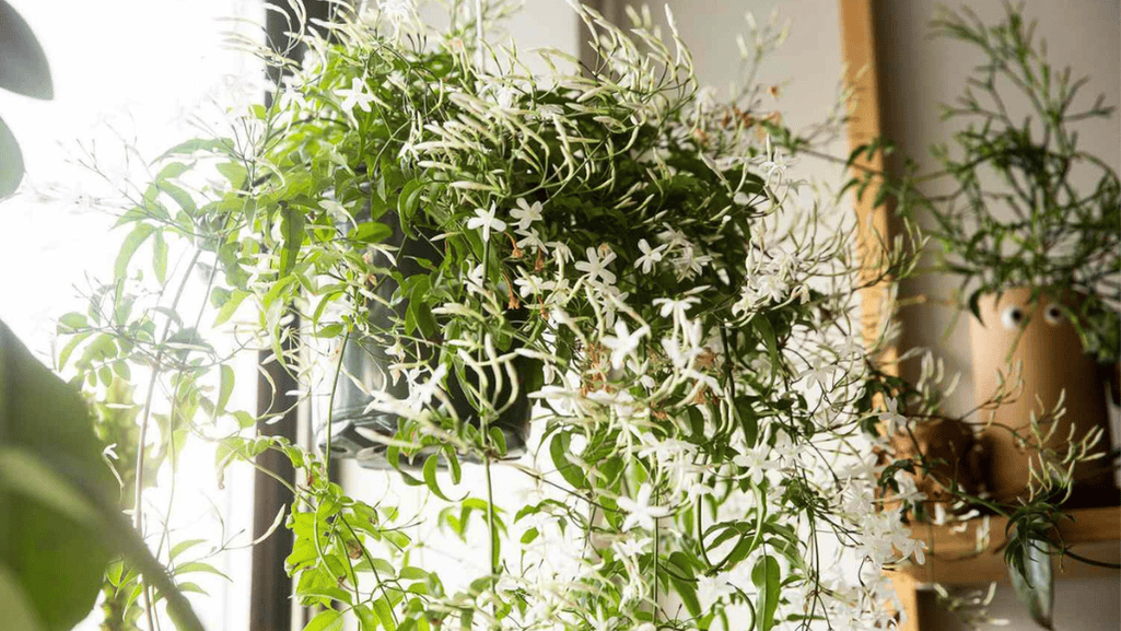 potted ornamentals in bright light