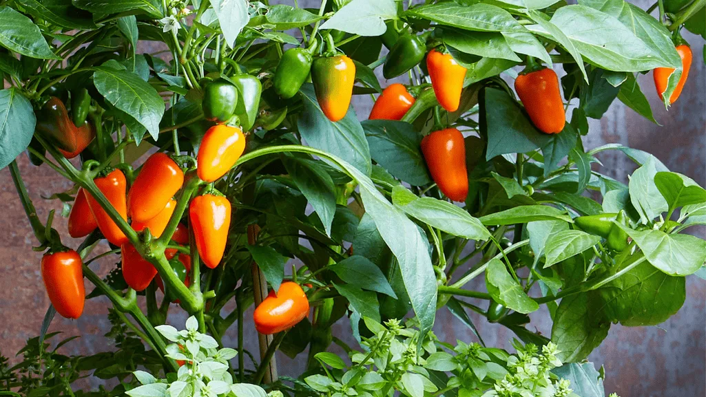  vegetable containers with peppers