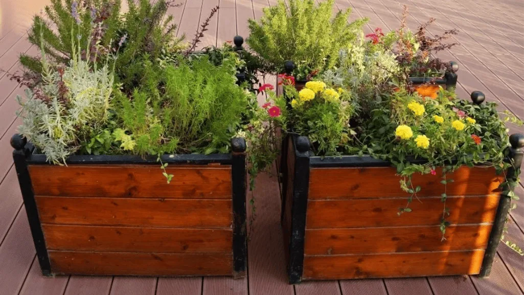 vibrant outdoor potted plant arrangements