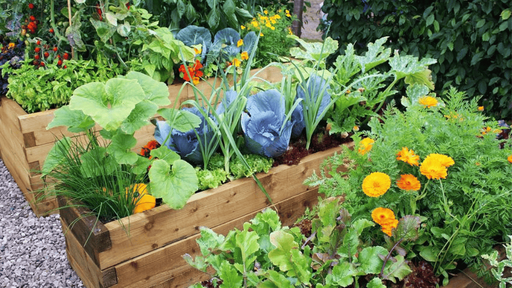 watering container vegetables