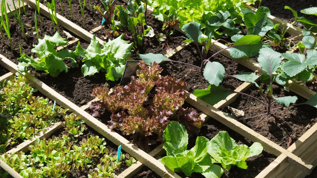 Basic gardening tips for novice gardeners