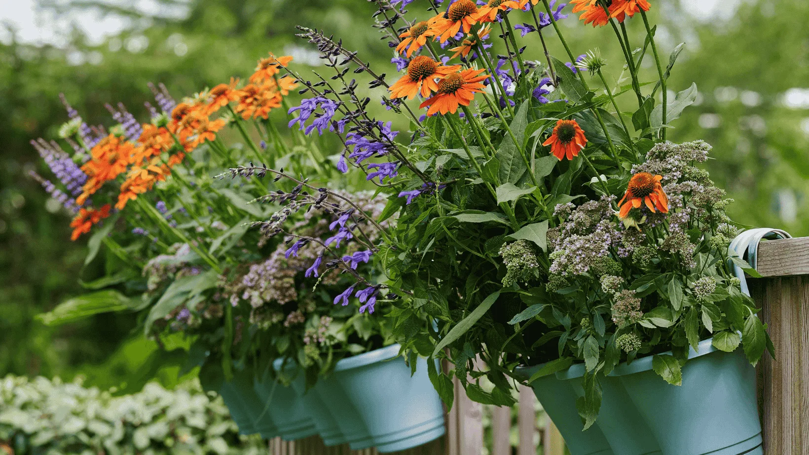 Beginner Garden Plants