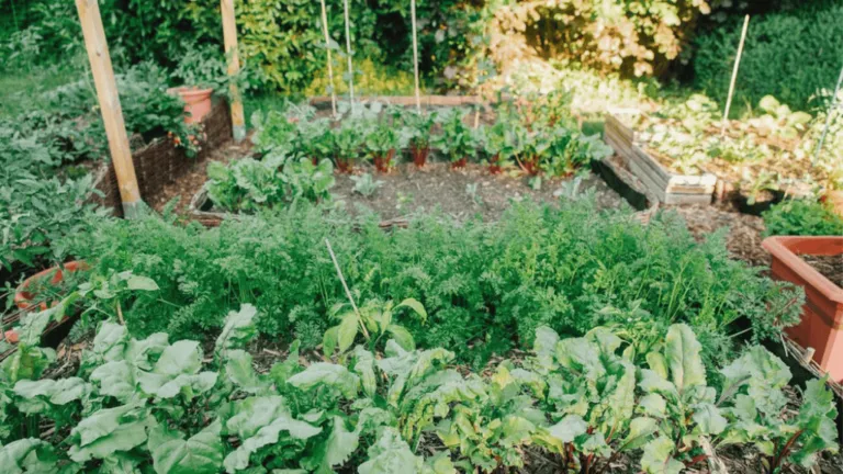 Best Pest Control for Vegetable Garden