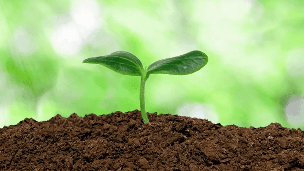 Best Soil: Top Choices for Optimal Plant Growth 1 Best Soil