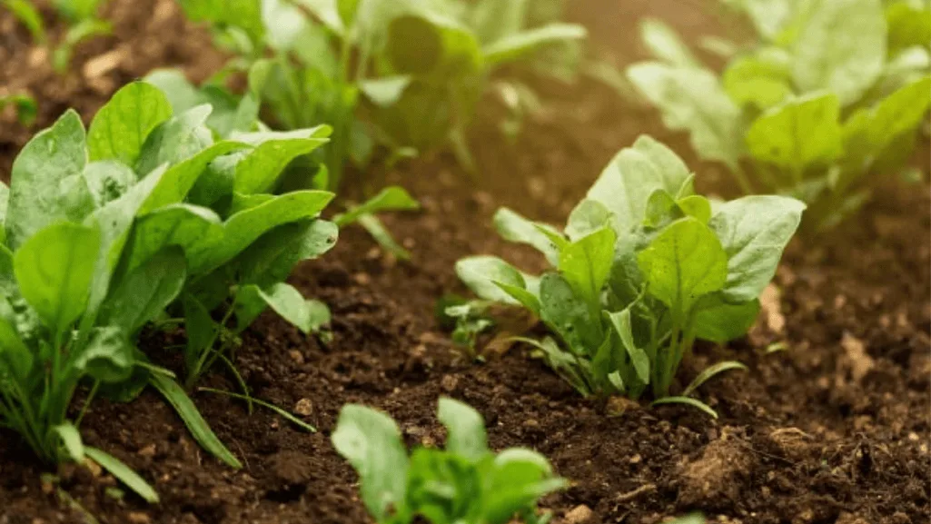 Best organic fertilizer for veggies Gardens