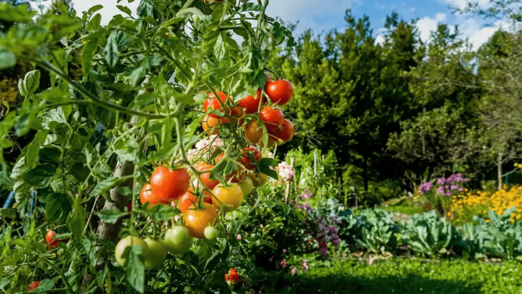 Best organic fertilizer for veggies Gardens 1 Best organic fertilizer for veggies