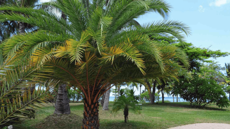 Cold Hardy Palm Plants