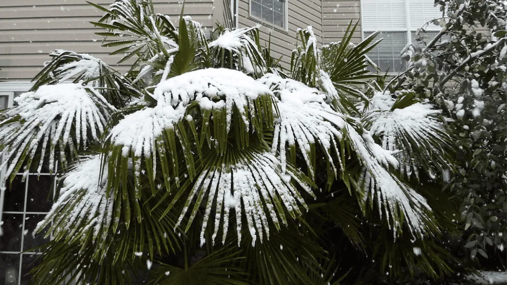Cold hardy palm plants in a chilly climate landscape