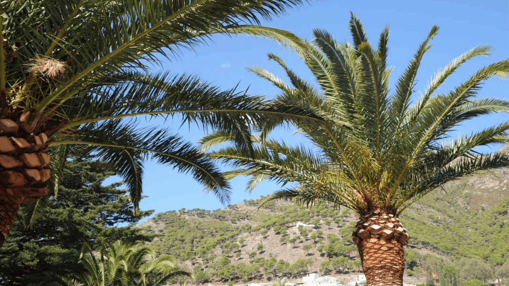 Cold hardy palm trees in a tropical landscape design