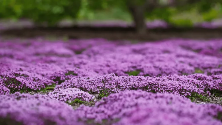 Creeping Thyme Native Range