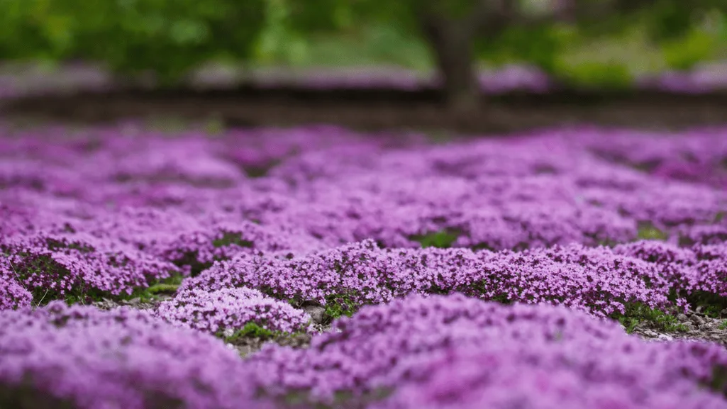 Creeping Thyme Native Range: Where Does It Grow? 1 Creeping Thyme Native Range