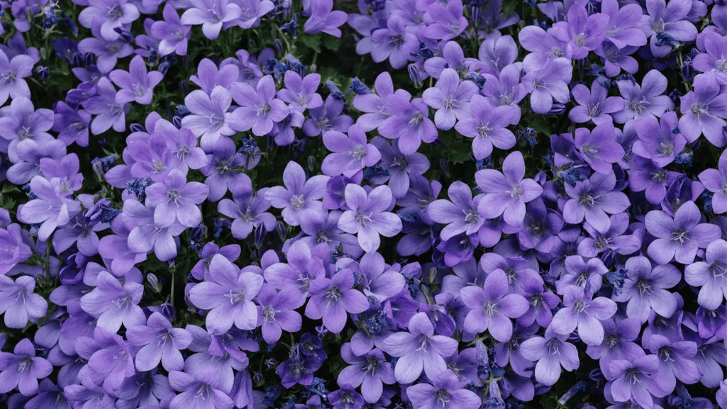 Dense purple flower carpets covering the ground