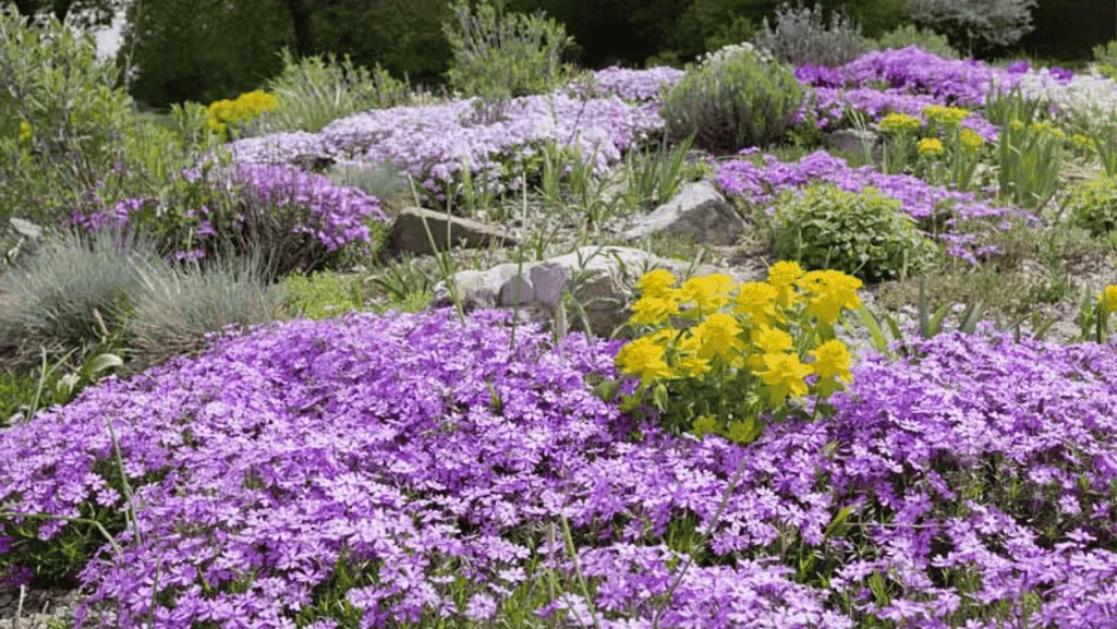 Dense purple flowering mats in a garden landscape