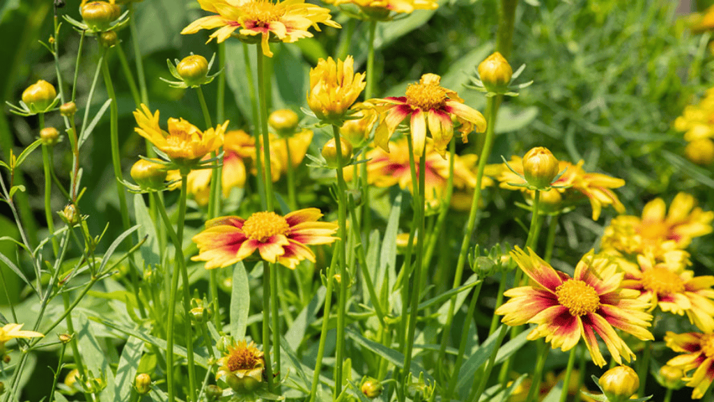 Drought-resistant plants for water-wise gardening