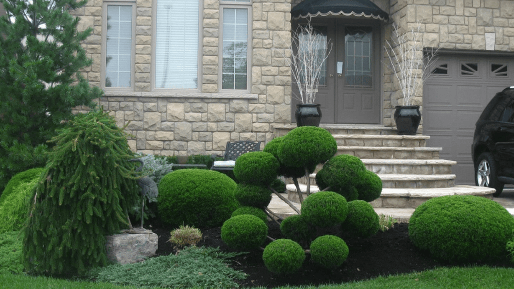 Drought tolerant shrubs in a garden