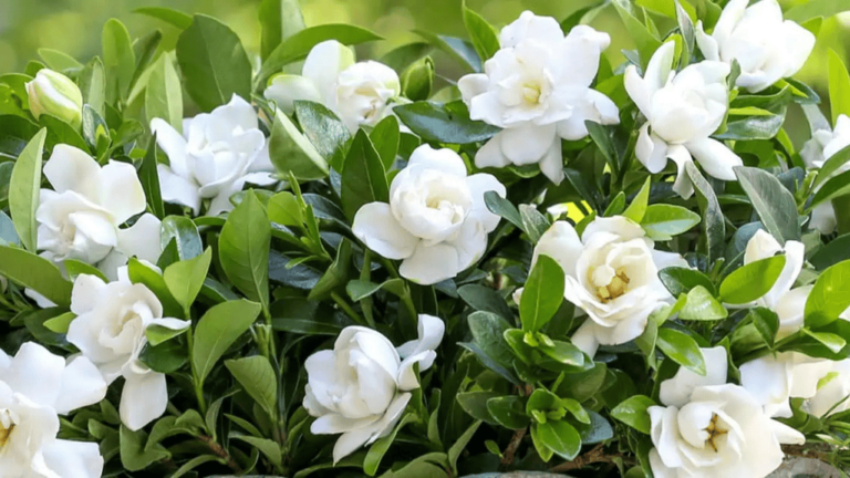 Everblooming Gardenia