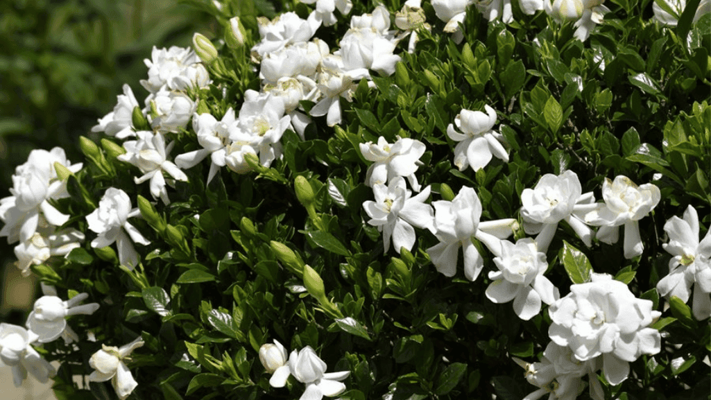 Everblooming Gardenia, a low-maintenance evergreen shrub with fragrant flowers