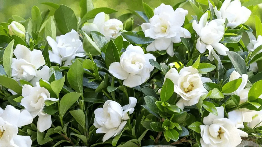 Everblooming Gardenia: Endless Beauty in Your Garden 1 Everblooming Gardenia