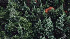 Evergreen Trees