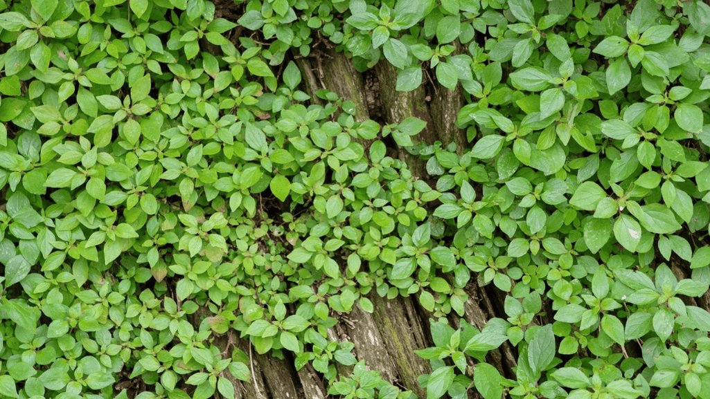 Evergreen ground cover for shaded areas