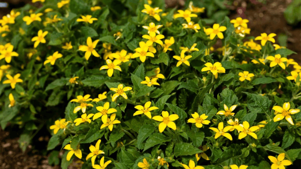 Fast-spreading ground cover varieties in a garden