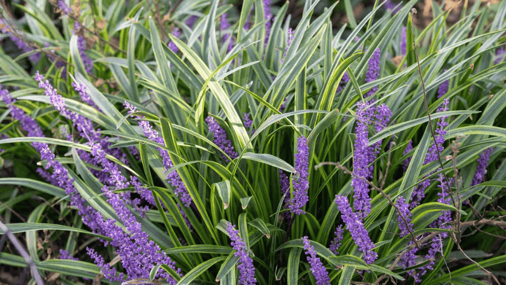 Florida dune vegetation